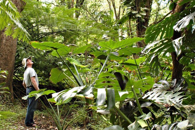 Waterfall & Rainforest Hiking Adventure with Hotel Pickup - An In-Depth Look at the Waterfall & Rainforest Hiking Tour in Maui