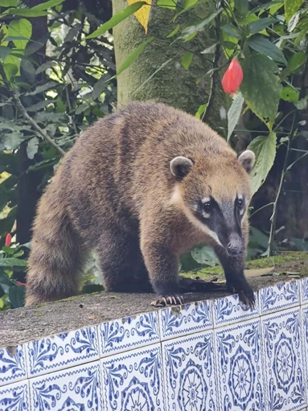 Waterfalls and Caves Trail in the Tijuca Forest - Exploring the Tijuca Waterfalls and Caves Trail in Detail