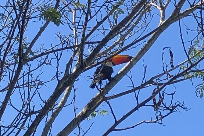 Waterfalls Brazil and Argentina in 1 day - DAYTOUR PRIVATIVO - Exploring the Details of the Tour Experience