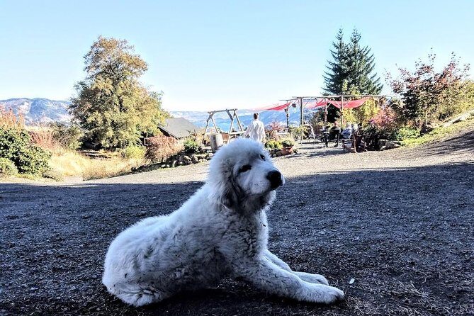 Waterfalls & Wine Tour-Multnomah Falls,Vineyards,Hood River Combo - What to Expect from Your Experience