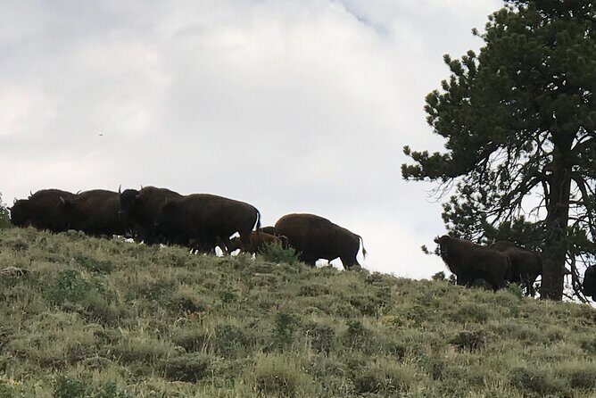 Waterpocket Fold and Henry Mountains Bison Offroad Safari - In-Depth Review of the Waterpocket Fold and Henry Mountains Bison Safari