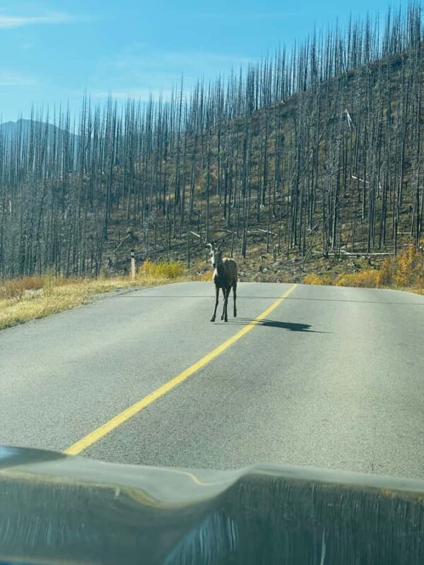 Waterton National Park Adventure Day Tour from Calgary - Red Rock Canyon: The Geology Marvel