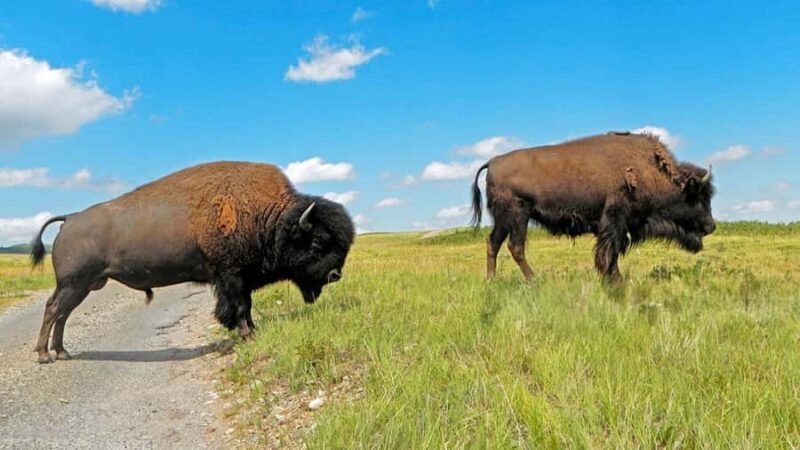 Waterton National Park Adventure Day tour from Calgary - Who Will Love This Tour?