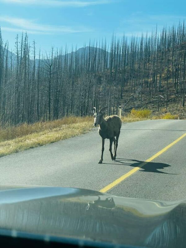 Waterton National Park Adventure Day tour from Calgary - FAQs