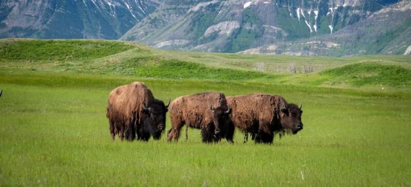 Waterton National Park and Bison Safari Tour with Picnic - Who Would Love This Tour?