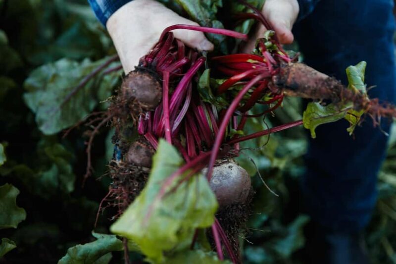 Watervale: Penobscot Farm Tour with Chef and 5-Course Lunch - Watervale: Penobscot Farm Tour with Chef and 5-Course Lunch — A Deep Dive into Food, Farming, and Flavor