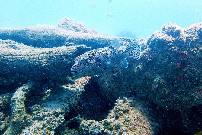 Wave Break Island Scuba Diving on the Gold Coast - An In-Depth Look at Wave Break Island Scuba Diving