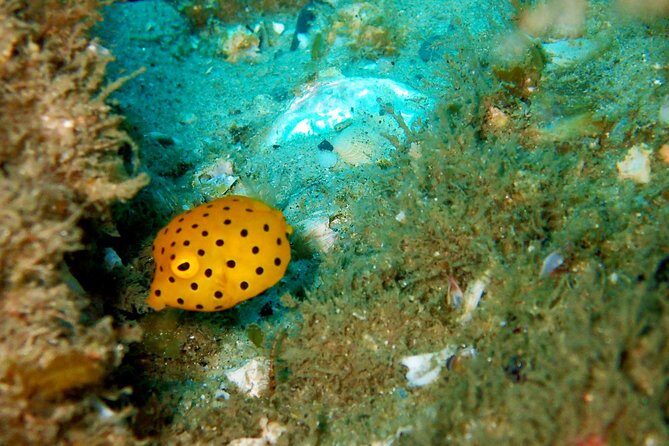Wave Break Island Snorkel Tour on the Gold Coast - Experience the Gold Coast’s Marine Wonders on the Wave Break Island Snorkel Tour