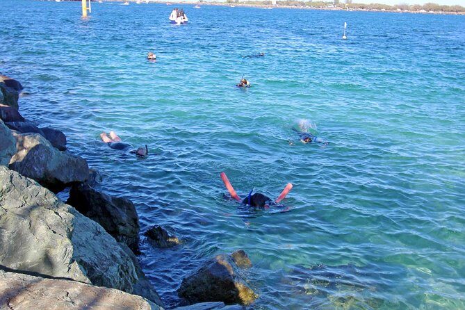 Wave Break Island Snorkel Tour on the Gold Coast - Key Points
