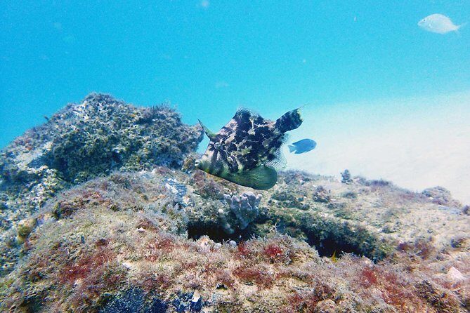 Wave Break Island Snorkel Tour on the Gold Coast - FAQ