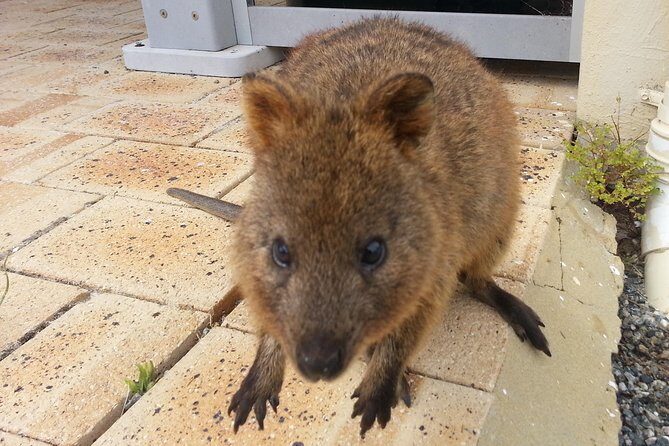 Wave Rock, Pinnacles and Rottnest One Day Aeroplane Tour - Key Points