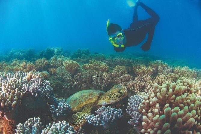 Wavedancer Low Isles Great Barrier Reef Sailing Cruise from Palm Cove - Practical Details and Tips for Travelers