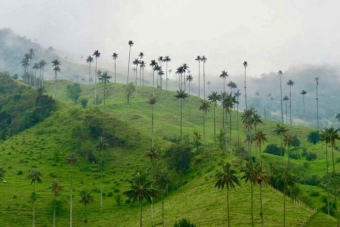 Wax Palms, Salento and Coffee Private Full Day Tour - An In-Depth Look at the Wax Palms, Salento, and Coffee Tour