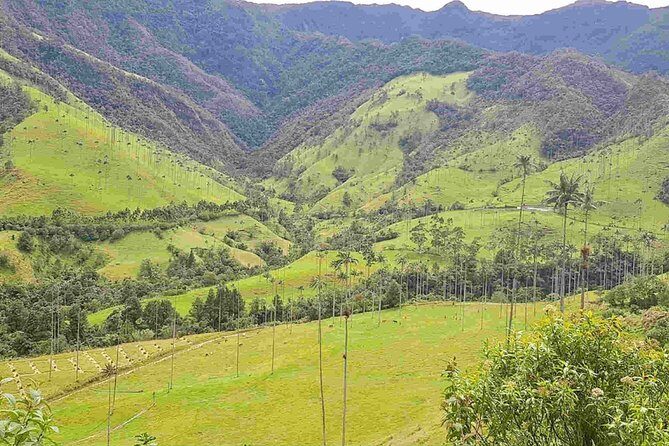 Wax Palms, Salento and Coffee Private Full Day Tour - Authentic, Value-Driven Experiences