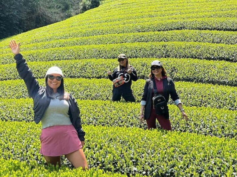 Wazuka: Tea Picking Experience with Matcha Tea Tasting - Exploring Wazuka: The Heart of Japan’s Matcha