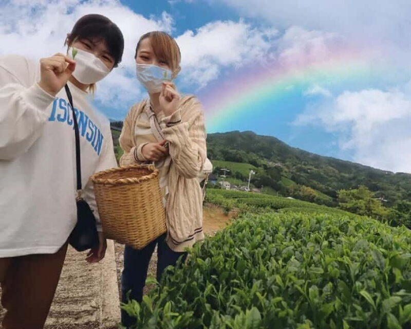 Wazuka: Tea Picking Experience with Matcha Tea Tasting - The Matcha Tasting and Sweets