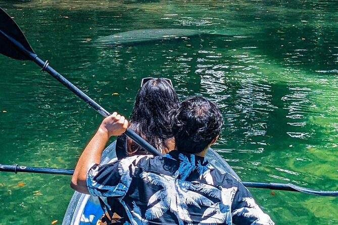 Weeki Wachee Clear Kayak Ecotours Manatee Season - November 14th-March 31st - The Wildlife You Might Encounter