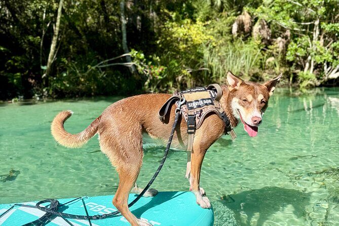 Weeki Wachee Springs Guided Paddleboard Tour with Your Pet - Detailed Itinerary Breakdown