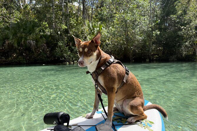 Weeki Wachee Springs Guided Paddleboard Tour with Your Pet - Practical Aspects and Value