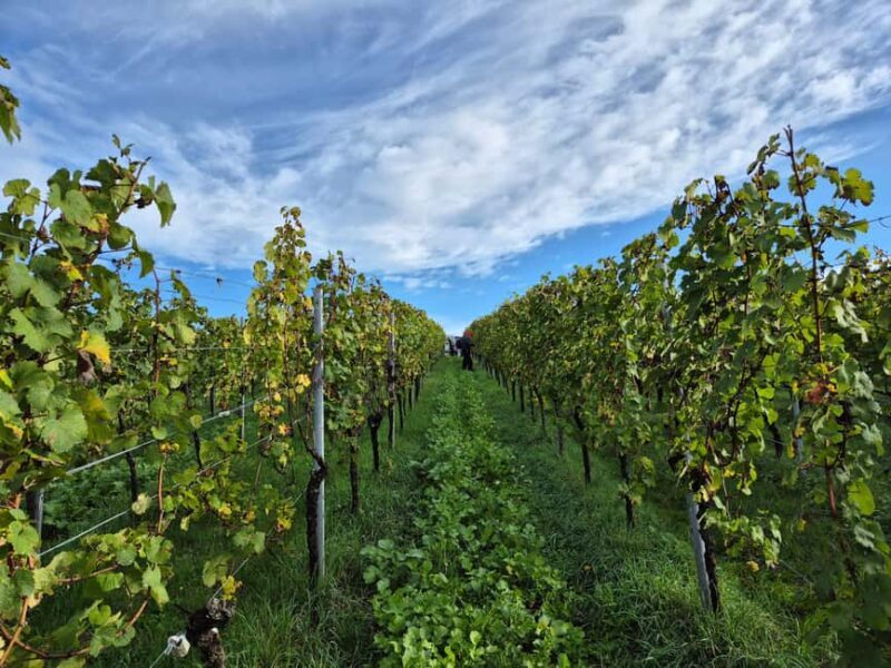 Weinstadt: 6-wine tasting with bread, water, and a discount on your favorite wine - The Sum Up