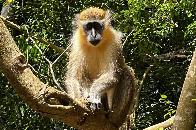 Welchman Hall Gully, Huntes Garden and Peg Farm Family Day - A Private Day Exploring Barbados’ Natural Treasures