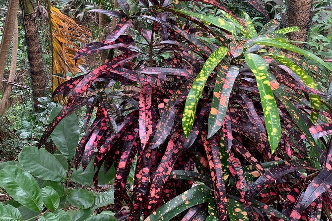 Welchman Hall Gully, Huntes Garden and Peg Farm Family Day - Who Should Consider This Tour?