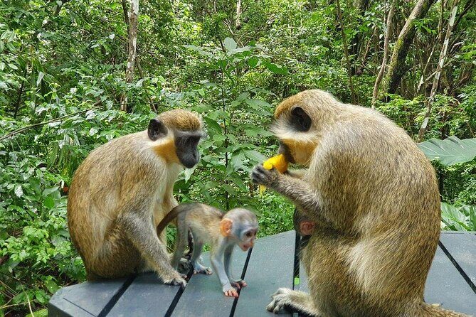 Welchman Hall Gully, Huntes Garden and Peg Farm Family Day - The Sum Up: Who Will Love This Experience