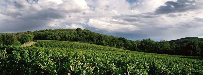 Welcome to Casale del Bosco - The Tasting