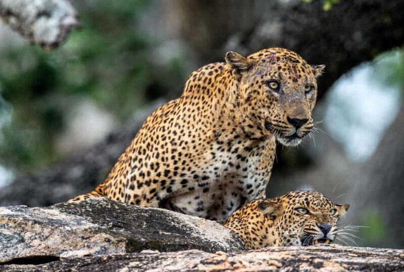 Weligama/Mirissa/Tangalle to YALA PRIVATE SAFARI & Ella drop - A Closer Look at the Yala Safari Adventure