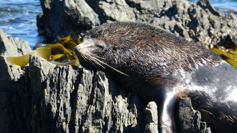Wellington: Half Day Seal Coast Safari - In-Depth Review
