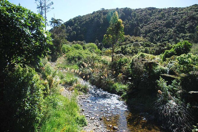 Wellington Native Bush Walking Tour - Wellington Native Bush Walking Tour: A Closer Look at Nature and Coastal Charm
