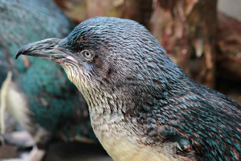 Wellington Zoo Entry Ticket + Animals of Aotearoa Group Tour - Key Points