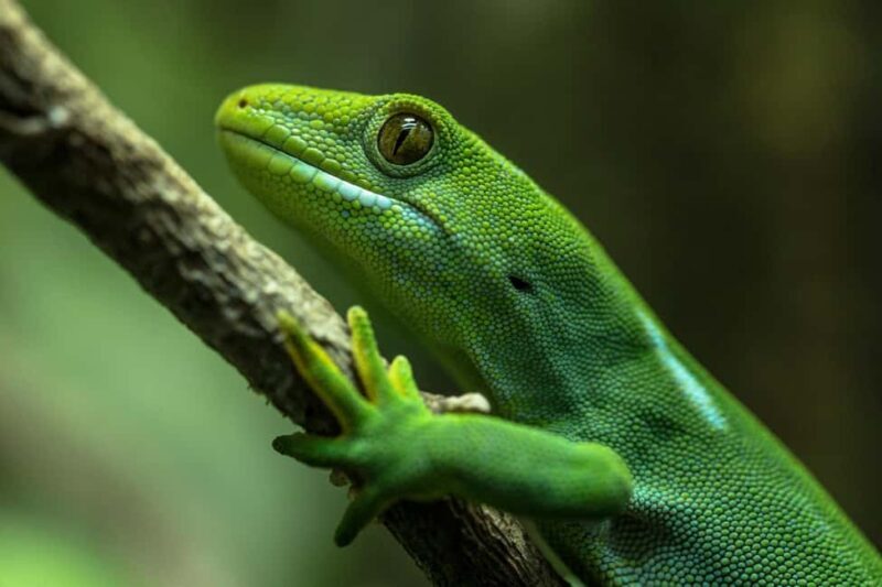 Wellington Zoo Entry Ticket + Animals of Aotearoa Group Tour - Who Should Consider This Tour?