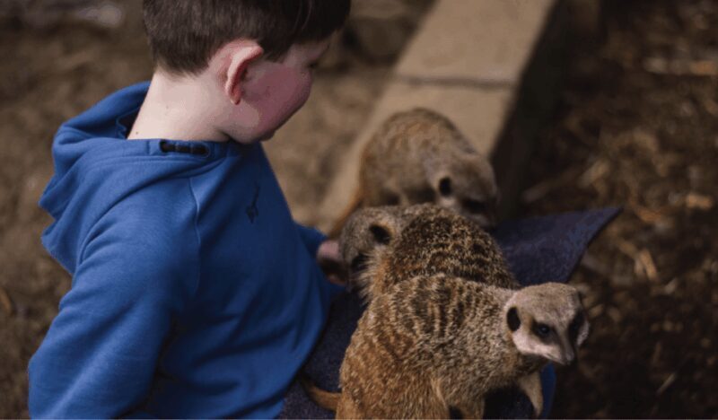 Wells House, Co Wexford: Entry, Picnic & Meerkat fun - Final thoughts