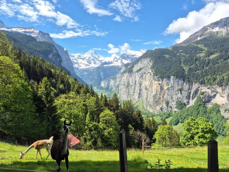 Wengen: Family-Friendly Countryside Farm Tour in Swiss Alps - The Farm Visit: Real Swiss Rural Life