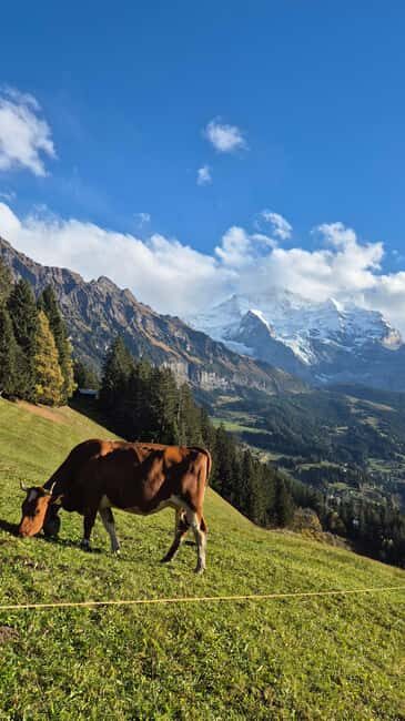 Wengen: Family-Friendly Countryside Farm Tour in Swiss Alps - Practical Details & Tips