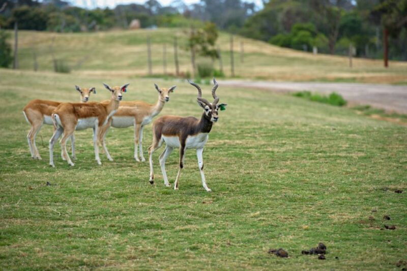 Werribee Open Range Zoo: Entry Ticket - Why It’s Worth Considering