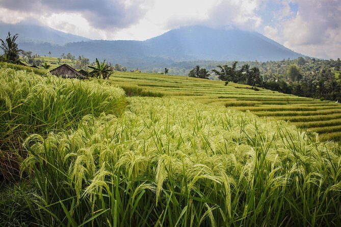 West Bali Tour: Taman Ayun, Ulun Danu Beratan, Jatiluwih Rice Terrace, Tanah Lot - Final Recommendation