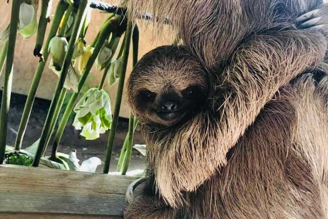 West Bay Beach Break / Monkey and Sloth Sanctuary - FAQ