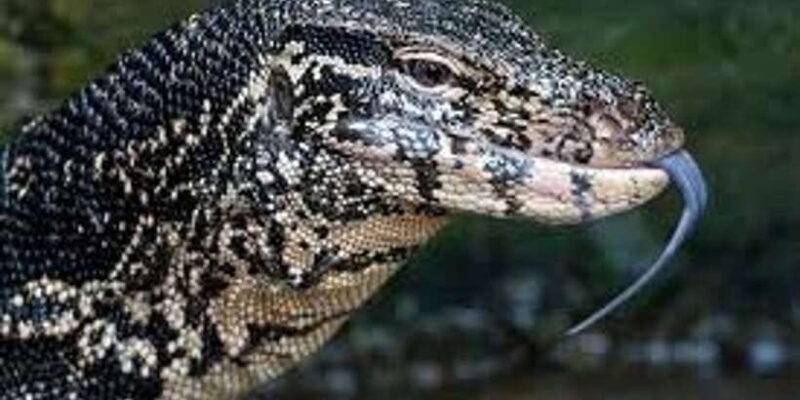 West coast Beach, River Mangroves lagoon, Wildlife boat Tour - Key Points