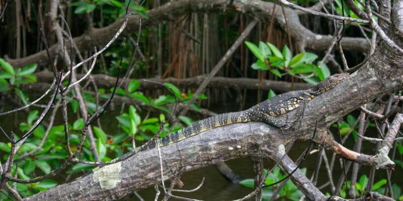West coast Beach, River Mangroves lagoon, Wildlife boat Tour - An In-Depth Look at the Experience