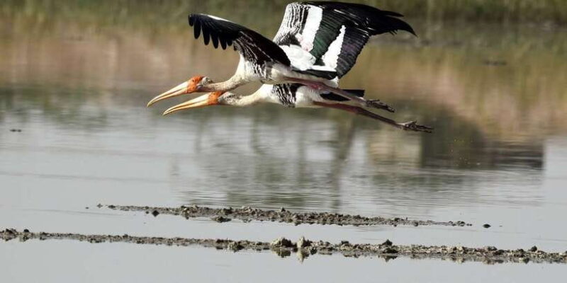 West coast Beach, River Mangroves lagoon, Wildlife boat Tour - FAQ