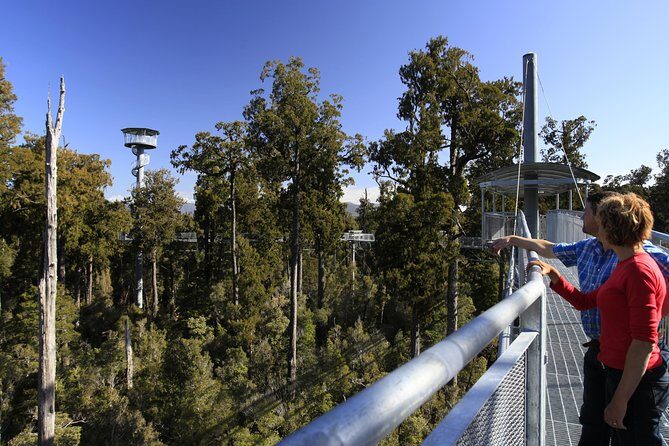 West Coast Tree Top Walk Experience - In-Depth Review of the West Coast Treetop Walk Experience