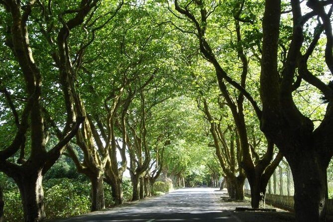 West Coast Van Tour (Half Day) | Terceira Island - Final Thoughts