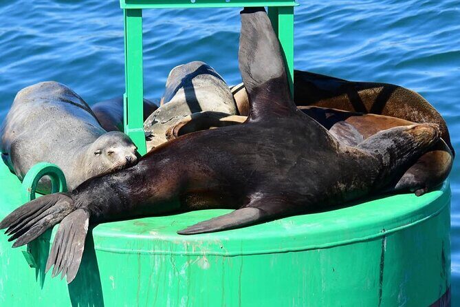 West Harbor LA 45-Minute Narrated Harbor Cruise of San Pedro - Final Thoughts: Is It Worth It?