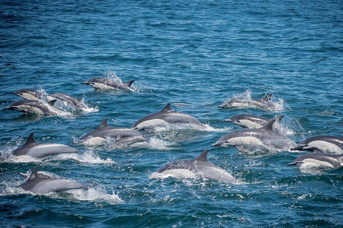 West Harbor LA Whale and Dolphin Watching Cruise - West Harbor LA Whale and Dolphin Watching Cruise: A Detailed Review