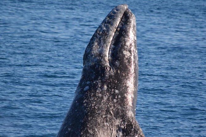 West Harbor LA Whale and Dolphin Watching Cruise - Key Points