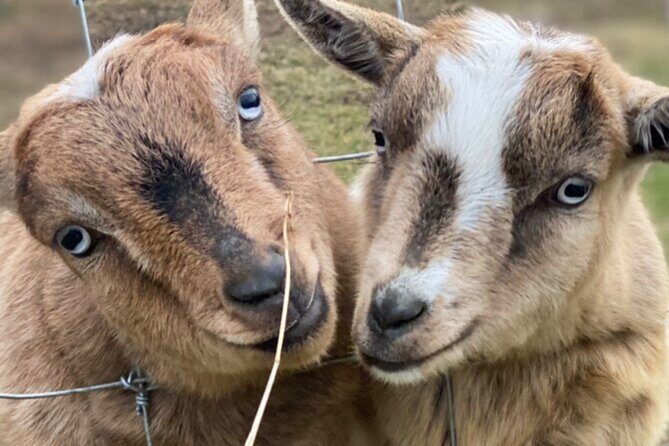 West Kelowna Full Day Lunch Wine Tour-Incl Tastings & Guide Grat - The Sum Up