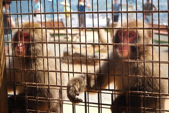 West Kyoto & Arashiyama: Walking 1Day Tour w/Matcha & Calligraphy - The Sum Up: Why This Tour Offers Real Value