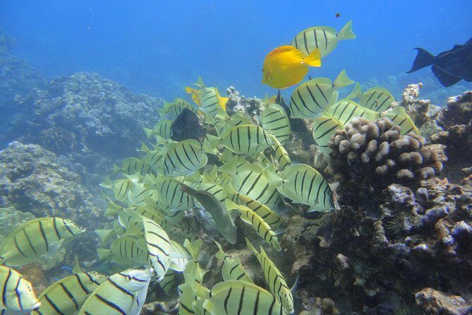 West Maui Snorkeling Experience by Boat from Ka'anapali - The Food & Drink Experience